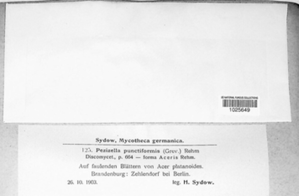 Calycellina punctata image